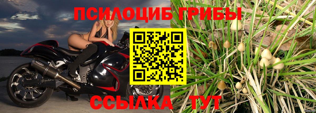Псилоцибиновые грибы мицелий  Вход с VPN  сколько стоит  Урюпинск 
